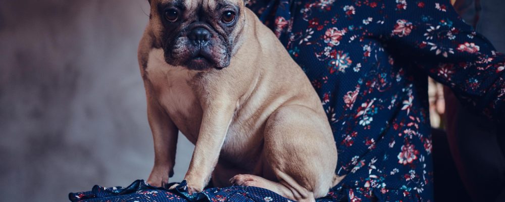alimentatie-buldog-francez