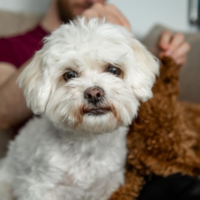 Bichon constipat: cauze frecvente, semne de alarmă și când trebuie mers la veterinar