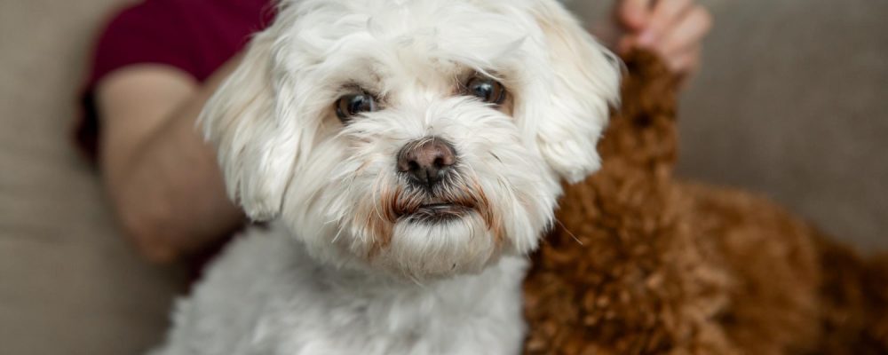 bichon-constipat