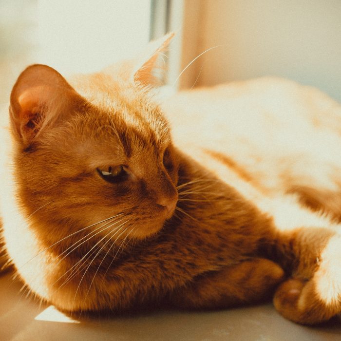 Cat dureaza caldurile la pisici