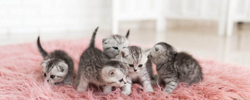 cat-dureaza-gestatia-la-pisici