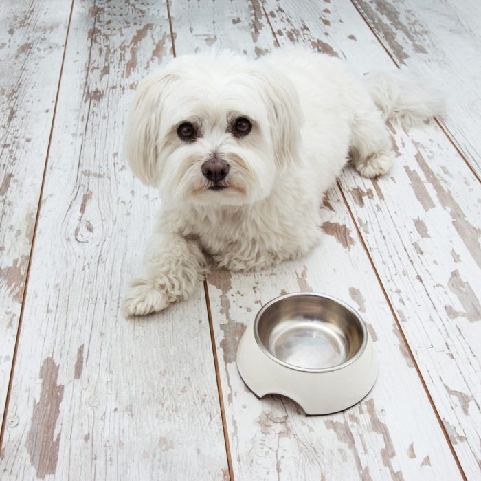 Cât mănâncă un bichon pe zi: câte grame îi dai în funcție de vârstă și greutate