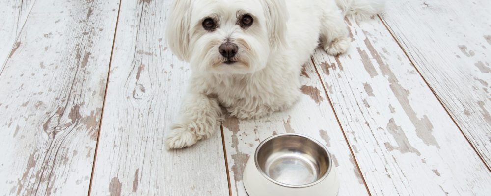 cat-mananca-un-bichon-pe-zi