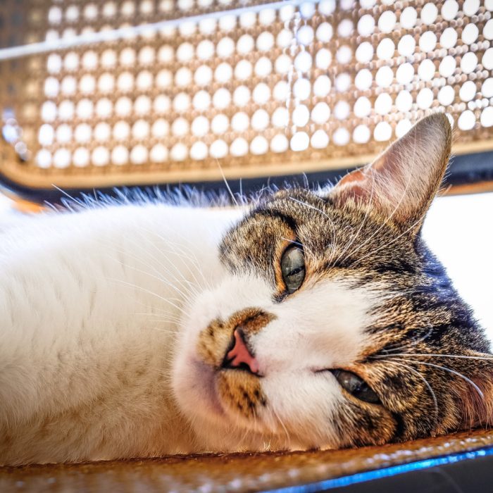 Cat trăiește o pisica sterilizată?