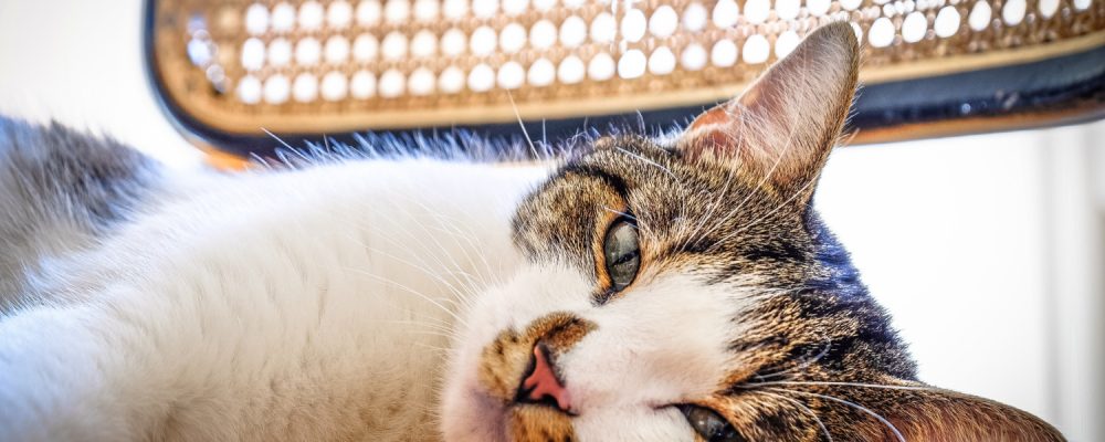 cat-traieste-o-pisica-sterilizata