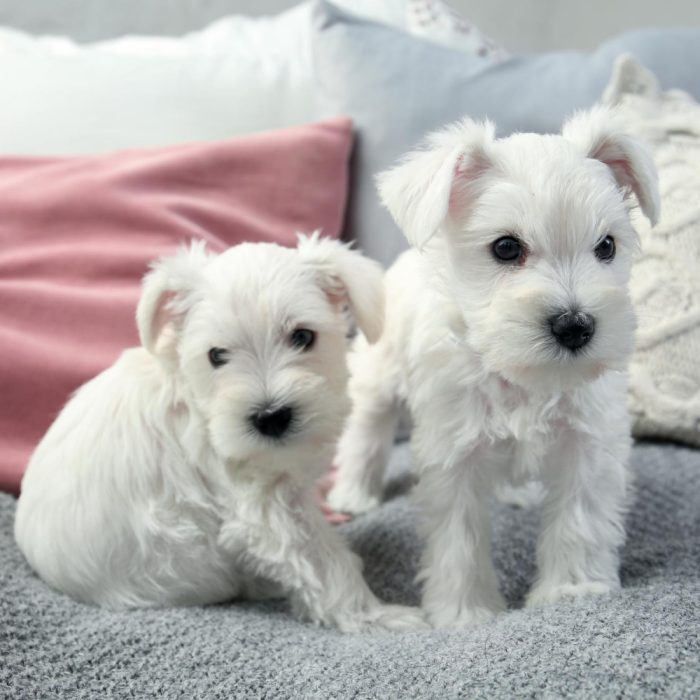 Ce mănâncă un bichon de 6 săptămâni: hrana corectă pentru un pui în perioada de creștere