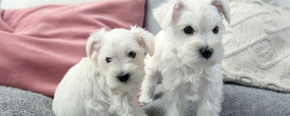 ce-mananca-un-bichon-de-6-saptamani
