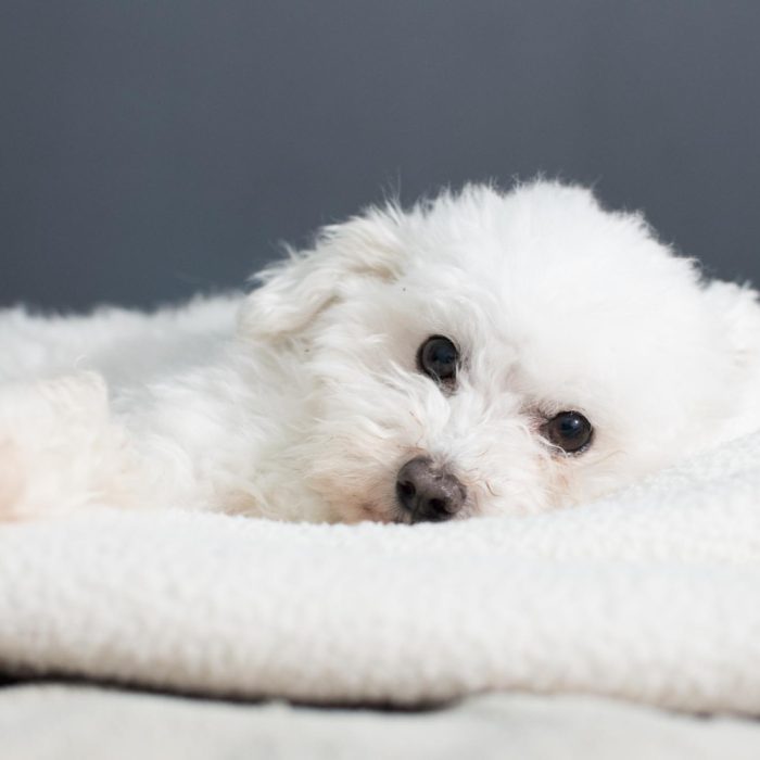 Ce nu are voie sa manance un bichon maltez