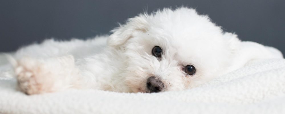 ce-nu-are-voie-sa-manance-un-bichon-maltez