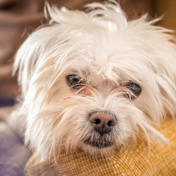 Cea mai buna mancare pentru bichon maltez