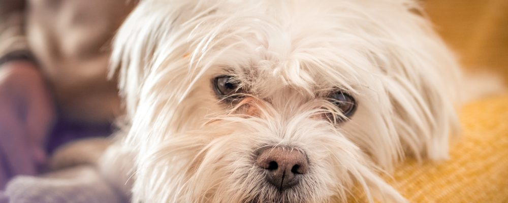 cea-mai-buna-mancare-pentru-bichon-maltez