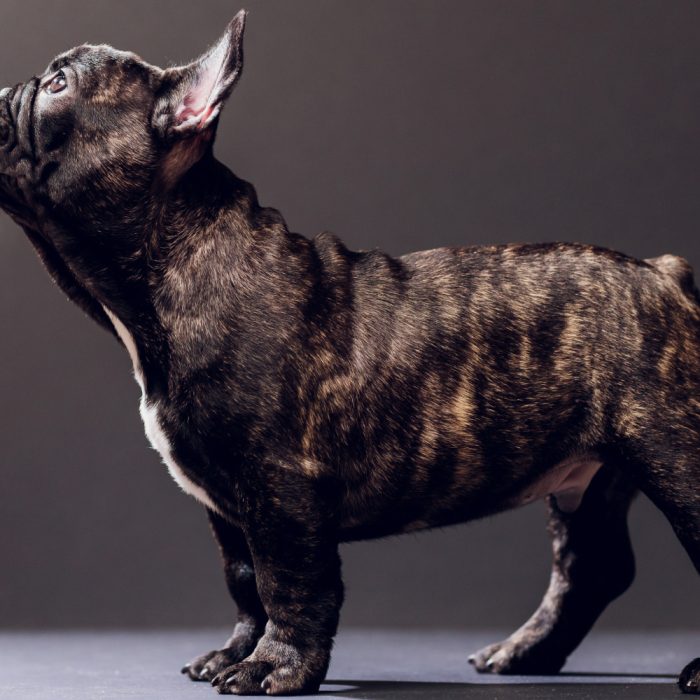 Cea mai bună mâncare pentru cane corso: cum alegi corect