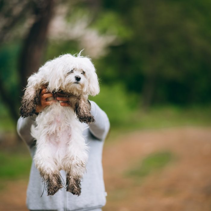 Deparazitarea internă la bichon: când se face și cum îl protejează de paraziți intestinali
