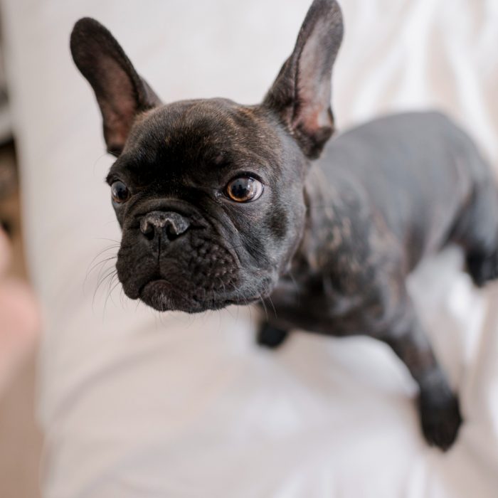 Dermatita la bulldog francez: cauze, simptome și tratament