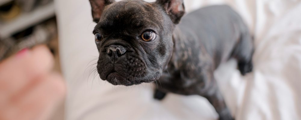 dermatita-buldog