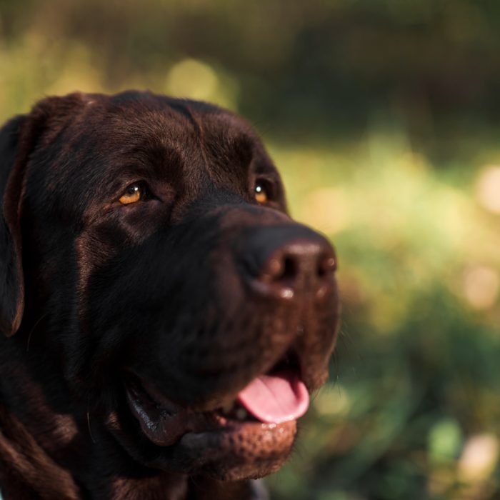 Dermatita la labrador: cauze, simptome și tratament