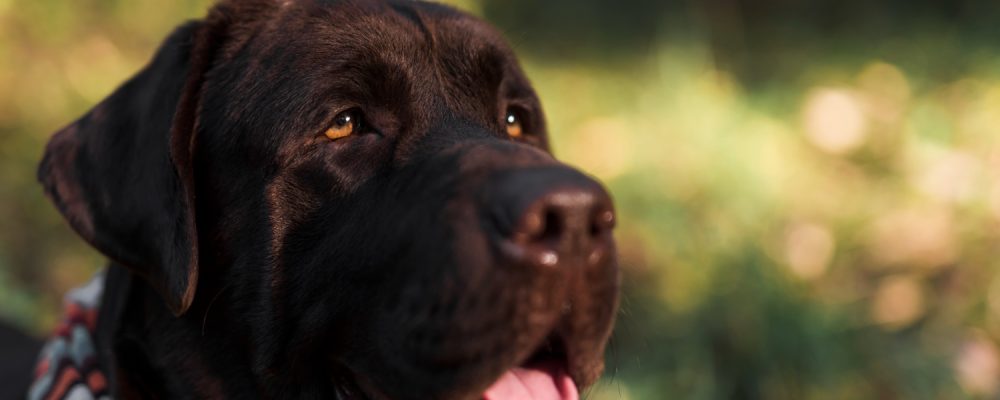 dermatita-labrador