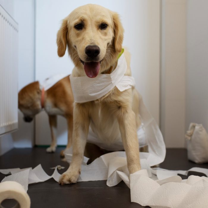 Diaree la câini: Cauze, tratamente eficiente și când să mergi la veterinar