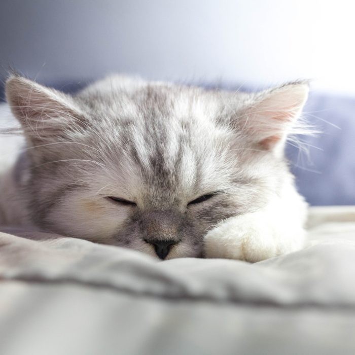 După sterilizare pisica nu mănâncă: când este normal și când trebuie să mergi la veterinar