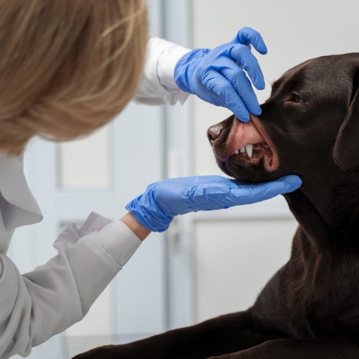 Gingivită la câini: cum o recunoști și de ce nu trebuie ignorate gingiile roșii