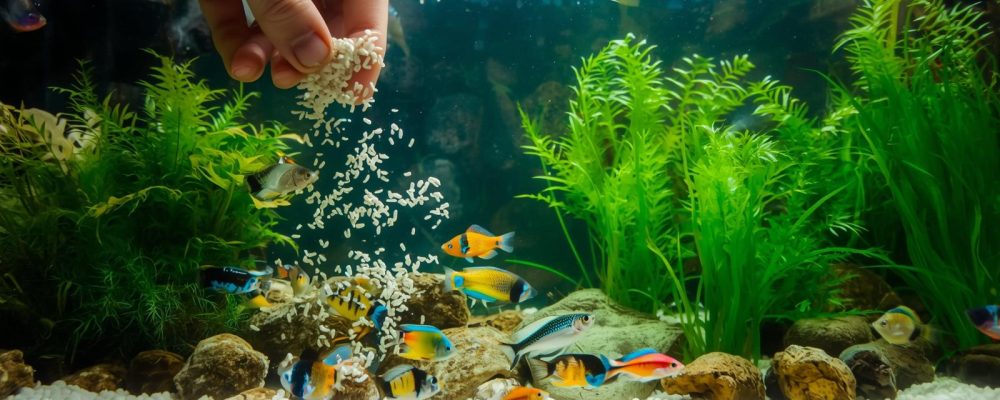 hrana pești acvariu colorat cu Guppy, Molly și Neon Tetra