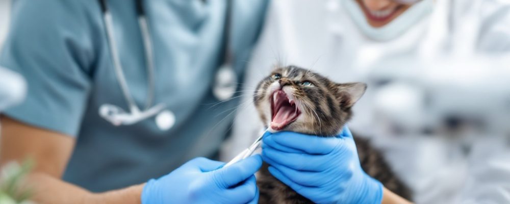 Infectii dentare preventie si tratament
