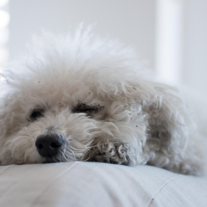 Infecția la ureche la bichon: semne, cauze și când devine o urgență veterinară