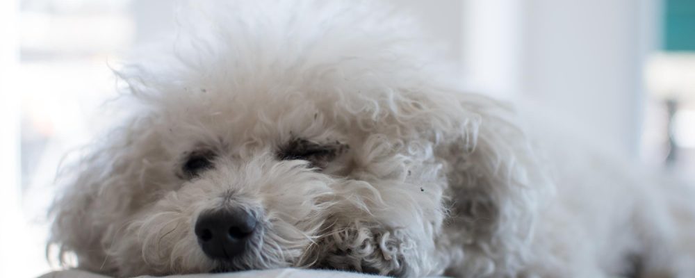 infectie-ureche-bichon