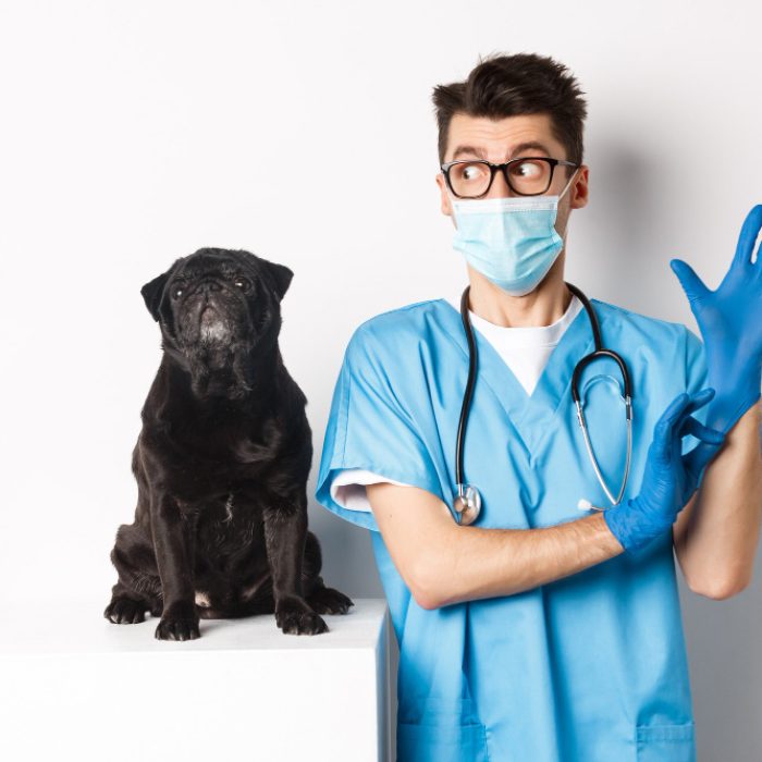 Întrebări adresate medicilor veterinari