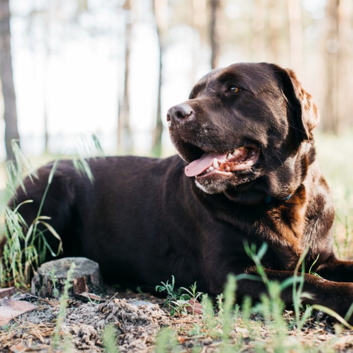De ce vomită Labradorul: cauze frecvente și semne de alarmă