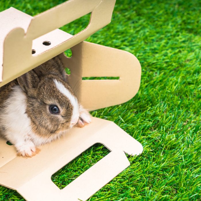 Mancare pentru hamsteri – Tot ce trebuie sa sti despre nutritia hamsterilor