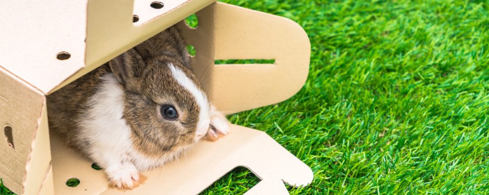 mancare-hamsteri