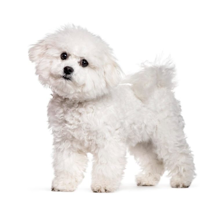 Otita la bichon: semne de alarmă, cauze și când trebuie să mergi la veterinar
