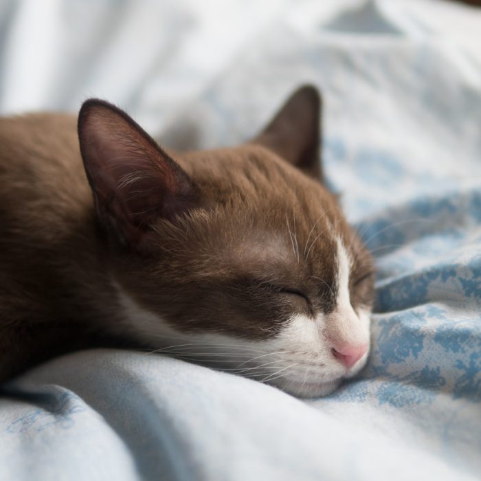 Pisica vomită des: cauze posibile, semne de alarmă și când trebuie să mergi la veterinar