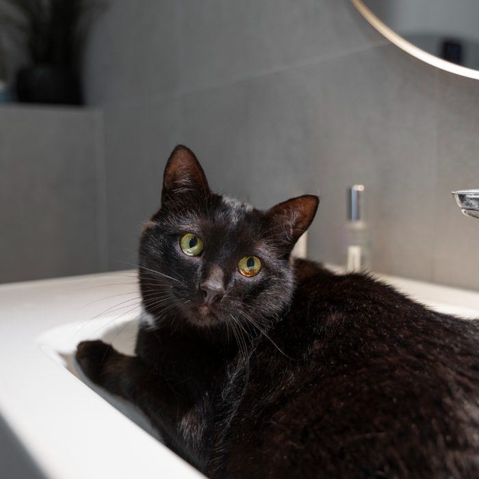 Pisica vomită lichid transparent: ce poate ascunde acest simptom și când devine îngrijorător