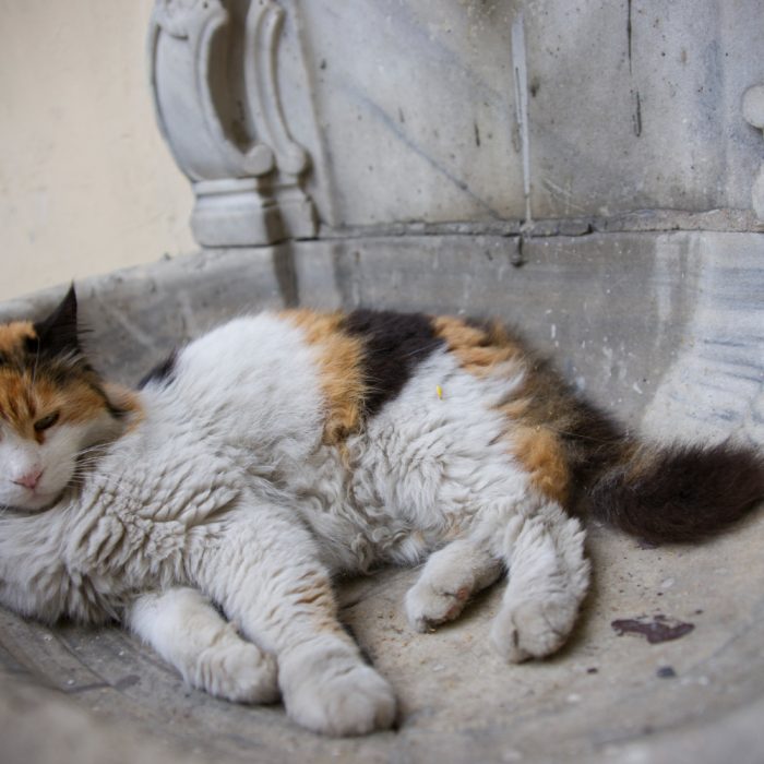 Pisica vomită spumă albă: ce poate însemna și când trebuie să te îngrijorezi