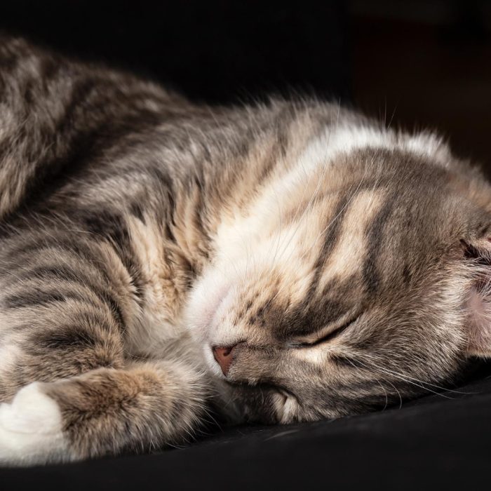 Pisica vomită viermi: cauze posibile, semne de alarmă și când trebuie să mergi la veterinar