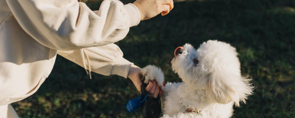 recompense-caini-bichon
