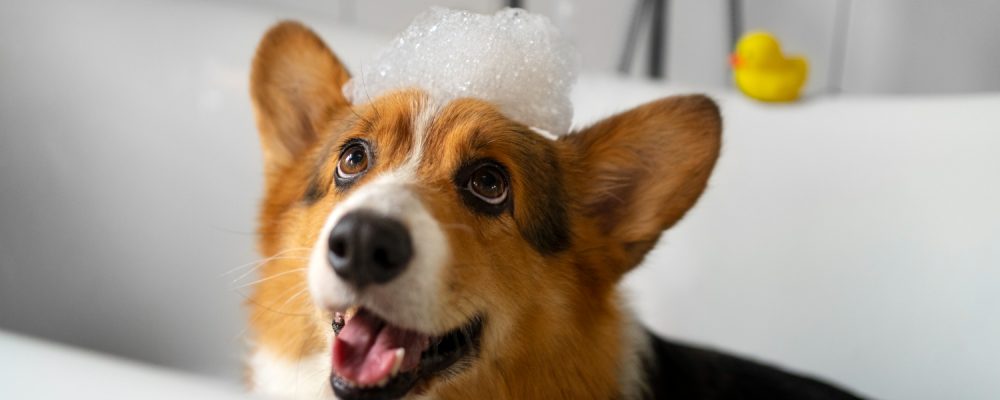 Șampon câini folosit corect – câine corgi spălat în cadă, cu spumă pe cap, imagine reprezentativă pentru alegerea unui șampon pentru câini sigur