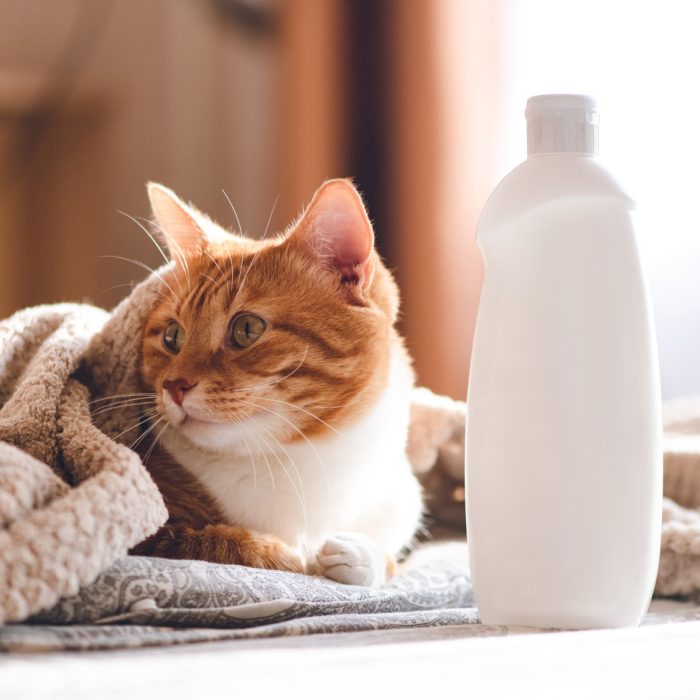 Care este cel mai bun șampon pentru pisici? Top 7 testate