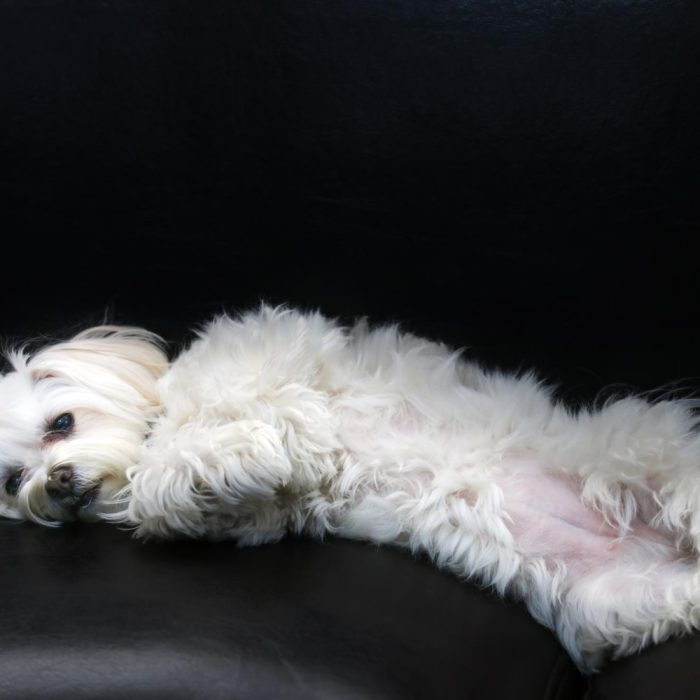 Simptome după vaccin la bichon: reacții normale, semne de alarmă și când mergi la veterinar