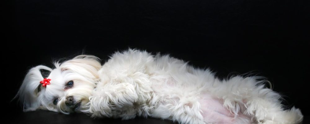 simptome-dupa-vaccin-bichon