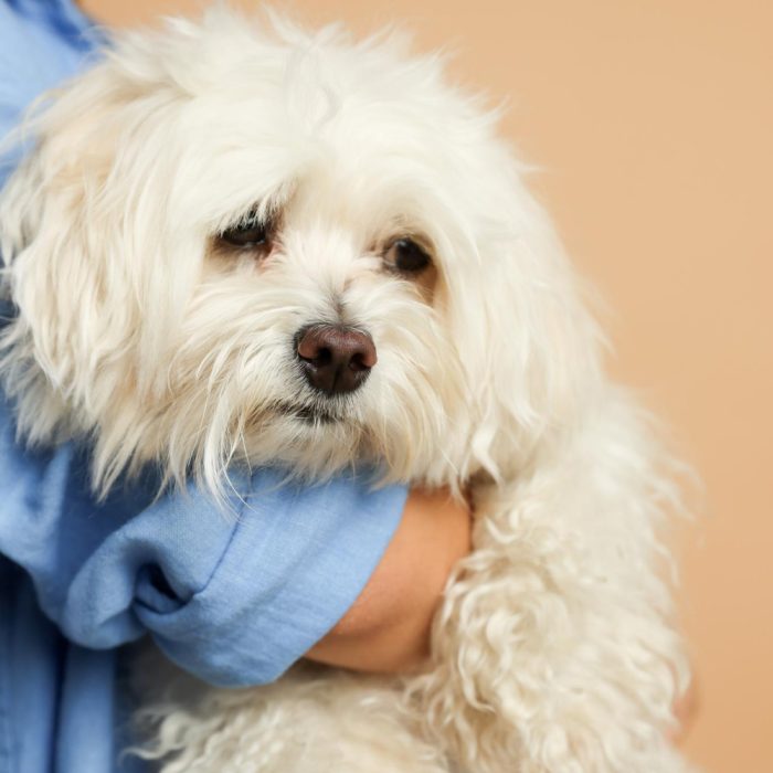 Sterilizarea la bichon: pregătirea pentru operație și recuperarea corectă după intervenție