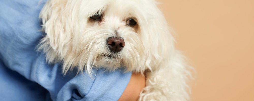 sterilizare-bichon