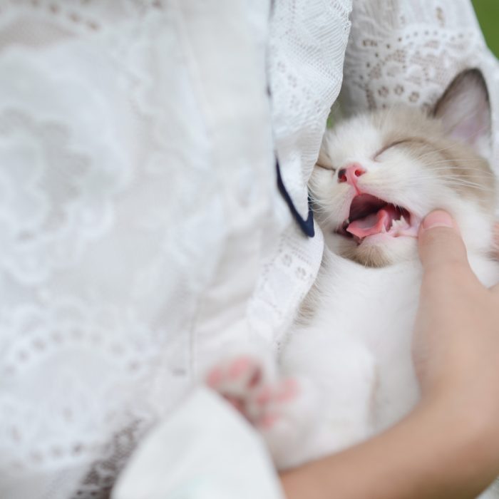 Stomatita la pisici: Top 7 cauze, simptome și soluții care îți pot salva animalul de companie