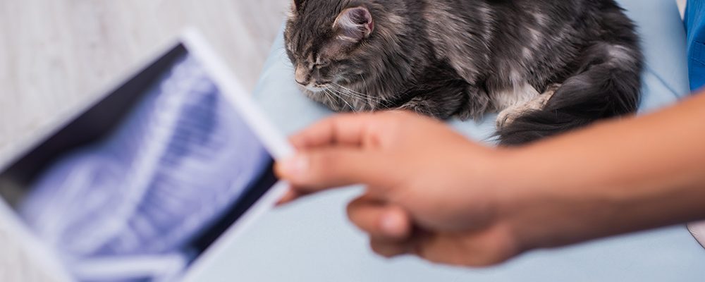 Ecografia pulmonară la animale