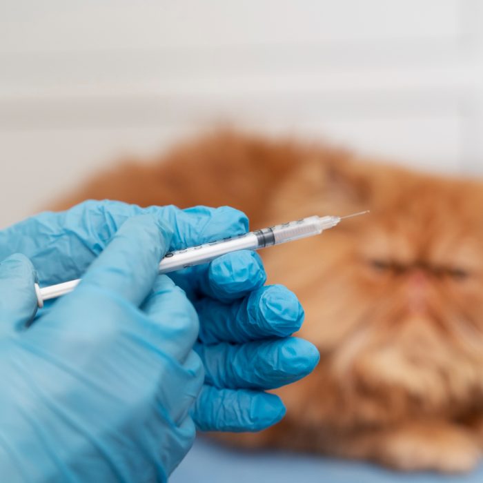 Vaccinul anual la pisici