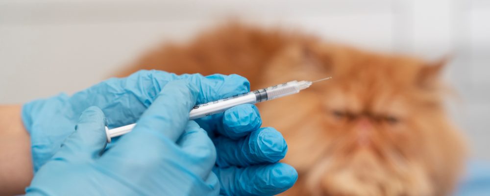 vaccin-anual-pisici