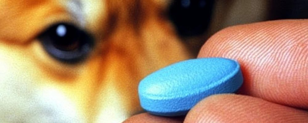 vitamina-k1-caini